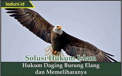 Hukum Daging Burung Elang dan Memeliharanya