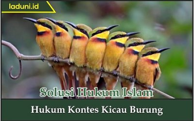 Hukum Kontes Kicau Burung
