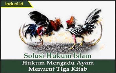 Hukum Mengadu Ayam Menurut Tiga Kitab