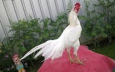 Ayam Jago Putih #4 : Membangunkan Orang Shalat dan Musuh Syaitan