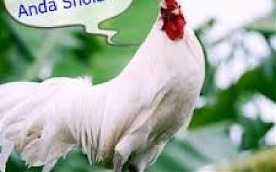 Ayam Jago Putih #2: Hewan Rajin Berzikir
