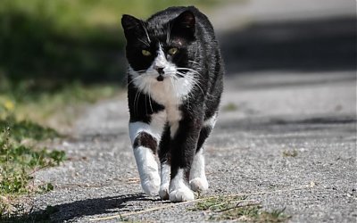 Kisah Jenazah yang Diantar Ratusan Kucing