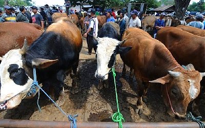 Empat Bisnis Dadakan yang Menjanjikan Jelang Hari Raya Idul Adha