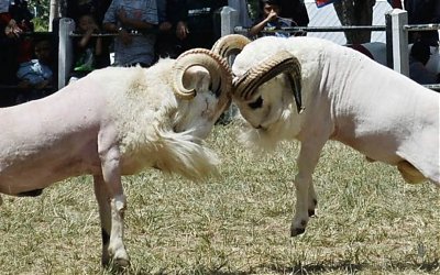 Kisah Inspiratif: Sifat Alami Kambing