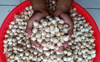 Inilah Manfaat Bawang Putih dan Efek Sampingnya Bagi Tubuh