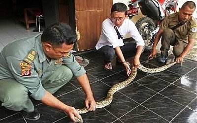 Hati-hati, Bagian Rumah Ini Sering Jadi Tempat Ular Bersembunyi