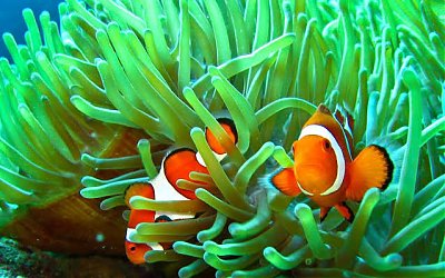 Berkat Penerapan Aturan, Populasi Hewan Laut Terancam Punah di AS