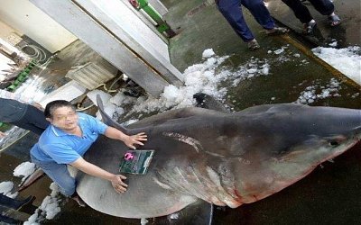 Hiu Putih Berbobot 1,1 Ton Sedang Hamil 14 Anak Tertangkap Nelayan Taiwan