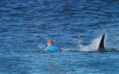 Keganasan Hiu Akibatkan Turis AS Tewas Saat Berenang di Hawaii