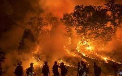 Meksiko Tetapkan Status Darurat Karena Karhutla