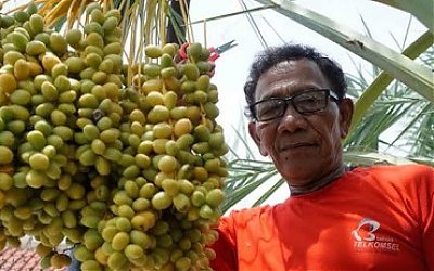 Tidak Hanya di Timur Tengah, Pohon Kurma di Ponorogo Ternyata Juga Berbuah