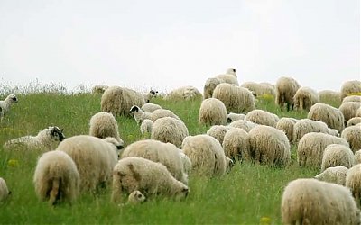 Kisah Unik Kambing Milik KH. Idris Kamali