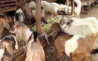Bolehlah Aqiqah Selain Kambing?