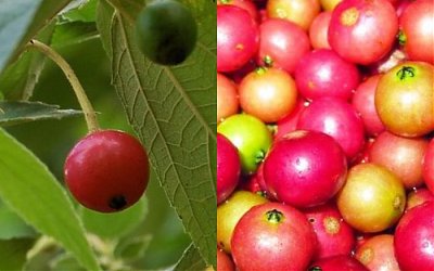 Kersen, Salah Satu Buah dari Tanaman Liar yang Memiliki Segudang Manfaat Kesehatan
