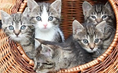 Kisah Kucing Malang Penyebab Datangnya Rahmat Allah