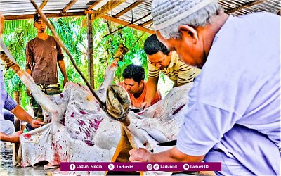 Ibadah Qurban dan Perilaku Sosial Keagamaan
