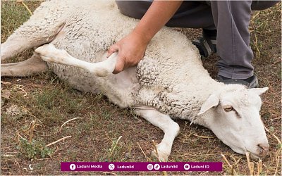 Ibadah Qurban Itu Butuh Ketulusan