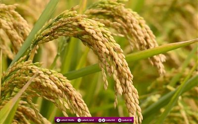 Filosofi Ilmu Padi: Kearifan Nusantara yang Selaras dengan Ajaran Islam 