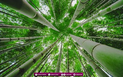 Di Balik Filosofi Pohon Bambu