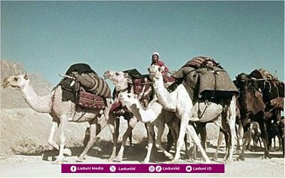 Saat Unta Kendaraan Haji Bergegas Kencang Menuju Madinah Meluapkan Cinta kepada Rasulullah SAW