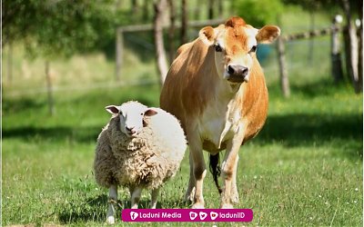 Khutbah Jumat: Makna Berqurban dan Ciri Orang yang Telah Berqurban