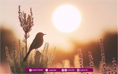 Yakin dan Tawakkal seperti Hati Seekor Burung