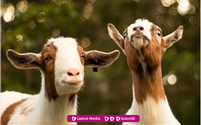 Mendahulukan Aqiqah atau Qurban?