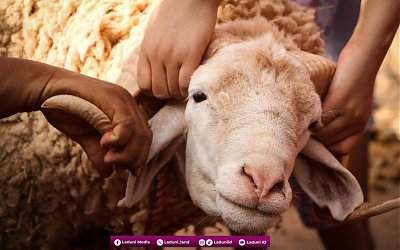 Urutan Bacaan Doa Menjelang Penyembelihan Hewan Qurban