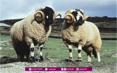 Rasulullah Menyembelih Dua Kambing Qurban, Satu untuk Umatnya dan Satu untuk Dirinya serta Keluarganya