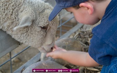 Hukum Menggabungkan Niat Qurban dengan Aqiqah