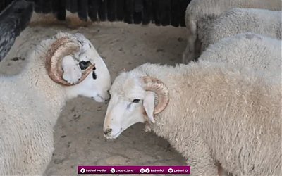 Memahami Makna Istilah Qurban, Udhiyyah, dan Nahr