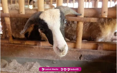 Patungan Qurban Sahkah?