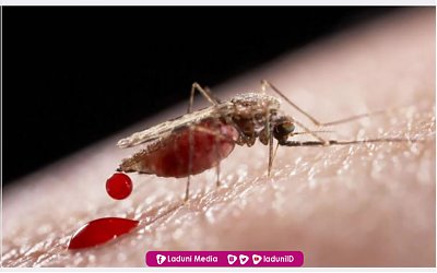 Apakah Darah Nyamuk Yang Menempel Di Pakaian Termasuk Najis Mutawassitah