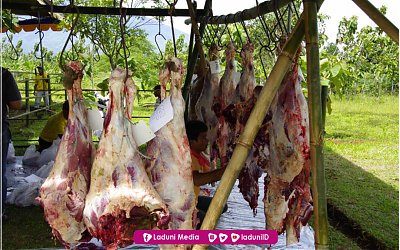 Bagian Daging untuk Pemilik Qurban