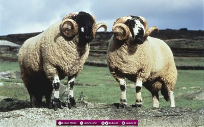 Rasulullah Menyembelih Dua Kambing Qurban, Satu untuk Umatnya dan Satu untuk Dirinya serta Keluarganya
