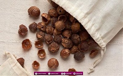 Sebelum Ada Deterjen, Masyarakat Indonesia Mencuci Menggunakan Buah Ini Loh!!