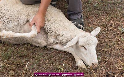 Ibadah Qurban Itu Butuh Ketulusan