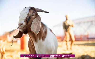 Memahami Makna Istilah Qurban, Udhiyyah, dan Nahr