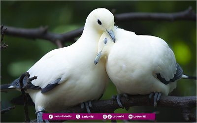 Hukum Bercumbu dengan Istri yang Sedang Haid