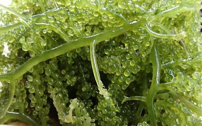 Rumput Laut, Produk Unggulan yang Memerlukan Inovasi Bernilai Ekonomis