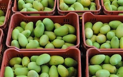 Petani Filipina Dibuat Pusing Karena Panen Mangga yang Berlimpah
