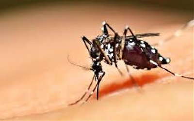 Ternyata Ada Gen di Nyamuk yang Gemar Isap Darah Orang Tertentu