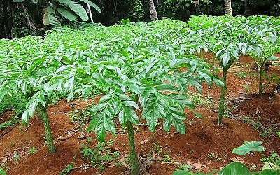 Porang, Tanaman yang Dulu Dibuang Kini Dicari Orang