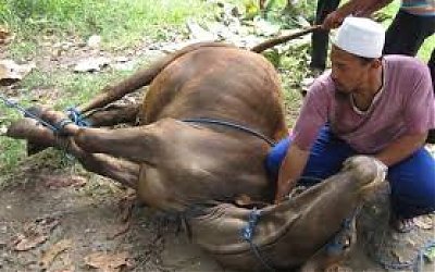 Jenis Hewan Berqurban