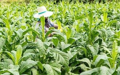 Fatwa Produk Tembakau Alternatif Amat Diperlukan