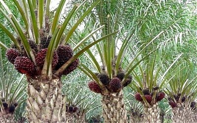 Investasi Sawit Dinilai Tak berikan Kesejahteraan Bagi Masyarakat Kalbar