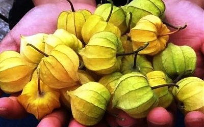 Penjual Ciplukan Ini Bisa Raih Untung Hingga Rp 12 Juta per Bulan