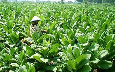 Peneliti Ungkap Manfaat Tembakau Bagi Kesehatan