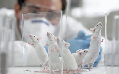 Peneliti Jepang Rencana Gabungkan Sel Manusia dengan Tikus