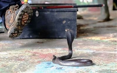 Cegah Ular Kobra Masuk dengan Kedua Alat Ini